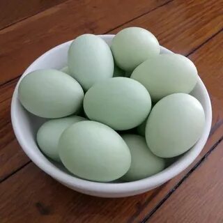 green queen easter egger Easter eggers, Egg laying chickens,