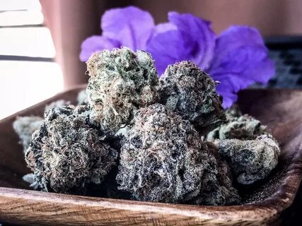 purple punch strain Tucson Dispensary SAINTS