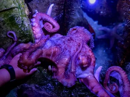 Giant pacific octopus - ♥ network.punditarena.com