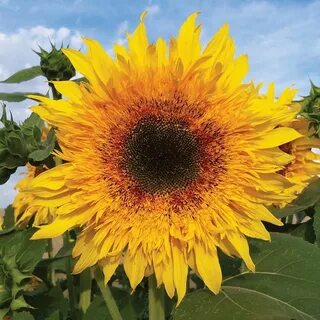 Sunflower Starburst Panache F1 Seed Types of sunflowers, Aut