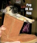 85 Superb Pug Memes - Funny Pictures - DesiComments.com