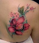 Pin by Sylvia Von on meningkat Orchids, Watercolor tattoo, F