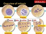 Meiosis With 6 Chromosomes 9 Images - Mitosis Classroom Demo