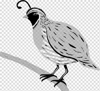 Free download Chicken, Quail, Common Quail, California Quail