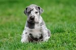 Great Dane Puppies For Sale In Ohio Craigslist
