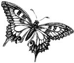 Black And White Butterfly Sketch at PaintingValley.com Explo