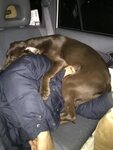 I pushed my dog out of the seat so I could sleep during a ro