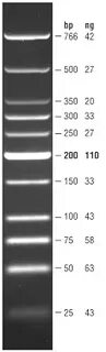 New England Biolabs (UK) Ltd - Low Molecular Weight DNA Ladd