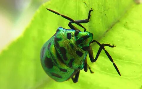 Free Images : nature, wildlife, green, bug, fauna, invertebr