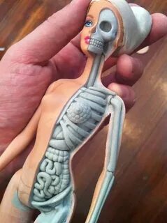 Barbie Anatomy Model by Jason Freeny (1) Barbie, Doll parts,
