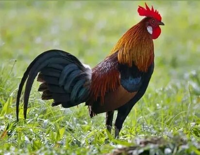 12 Pure Rare San Diego Zoo Indian red jungle fowl hatching e