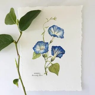 Blue Morning Glory Heavenly Blue. Botanical Painting of 3 Et