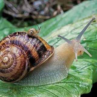 Animal Planet on Instagram: "Garden Snail are pretty romanti