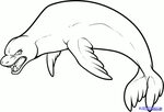 Drawn elephant seal leopard seal - Pencil and in color drawn