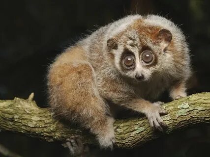 Why we find some animals cuter than others Slow loris, Cute 