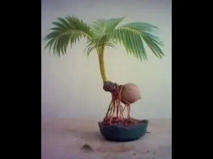 BONSAI COCONUT TREE.. - YouTube