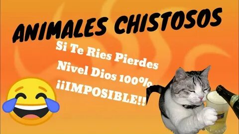 Si Te Ries Pierdes 100% IMPOSIBLE ANIMALES CHISTOSOS - YouTu
