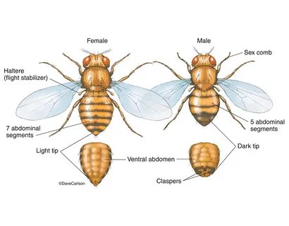 Fruit Fly - Genus Drosophila Carlson Stock Art.