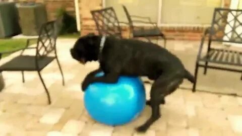 dog humping ball up town funk - YouTube