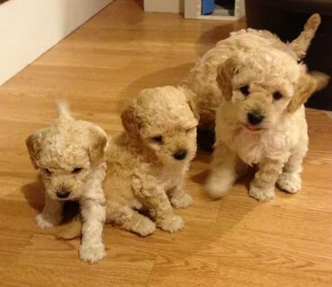 Toy Poodle Dogs and Puppies for sale Pets4Homes Toy poodle p