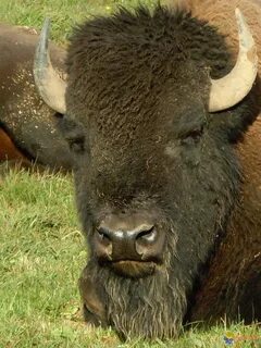 Bison, American bison, Buffalo pictures