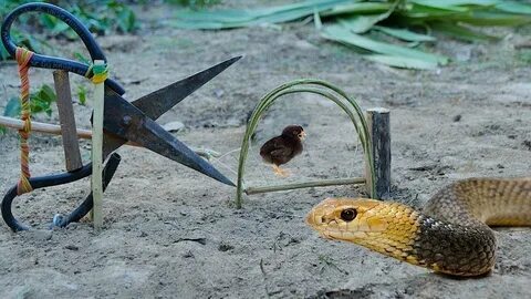 Snake Trap Creative Snake Trap Make From Cutter. - YouTube