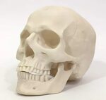 Easy Skull Drawing Reference / Skull for reference 3d model.