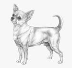 Chihuahua Png, Transparent Png , Transparent Png Image - PNG