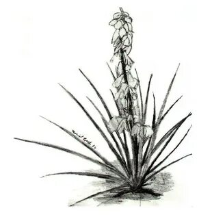 Yucca Plant Drawing free image download