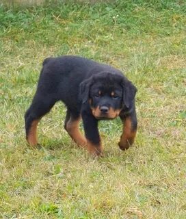 55+ Rottweiler With Cropped Ears And Tail - l2sanpiero