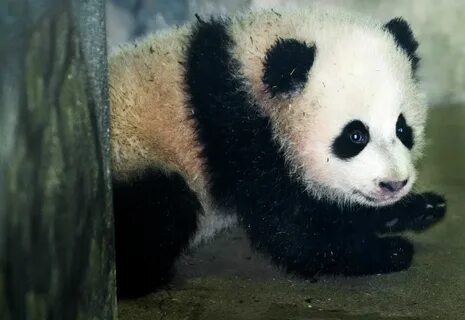 Bao Bao The Baby Panda Tumbles Down A Lil' Hill HuffPost