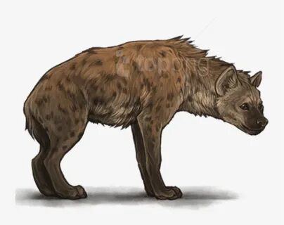 Free Png Hyena Png Images Transparent - Spotted Hyena - 850x