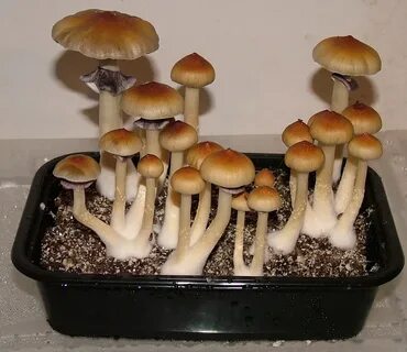 Corn 'n Spores - Page 3 - Fungi: Magic Mushrooms - Mycotopia