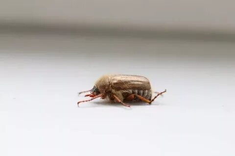 Kleine braune Käfer in der Wohnung - welcher könnte es sein?