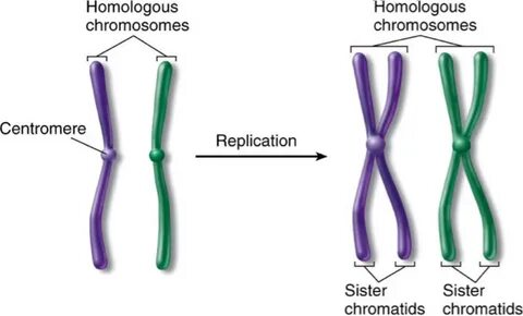 3.2 - Chromosomes - The Biology Classroom
