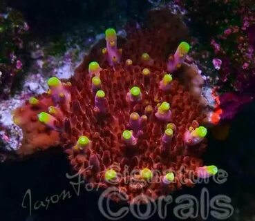 Fox Flame Acropora Saltwater fish tanks, Marine aquarium, Be