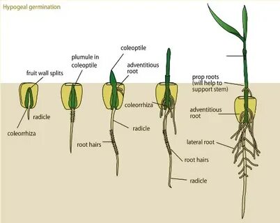 GROWTH AND DEVELOPMENT - Form 3 Biology Notes - Easy Elimu