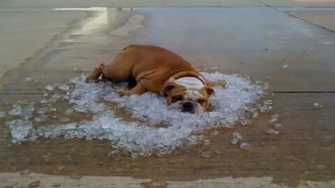 20+ Signs It's Too Freaking Hot Outside - YouTube