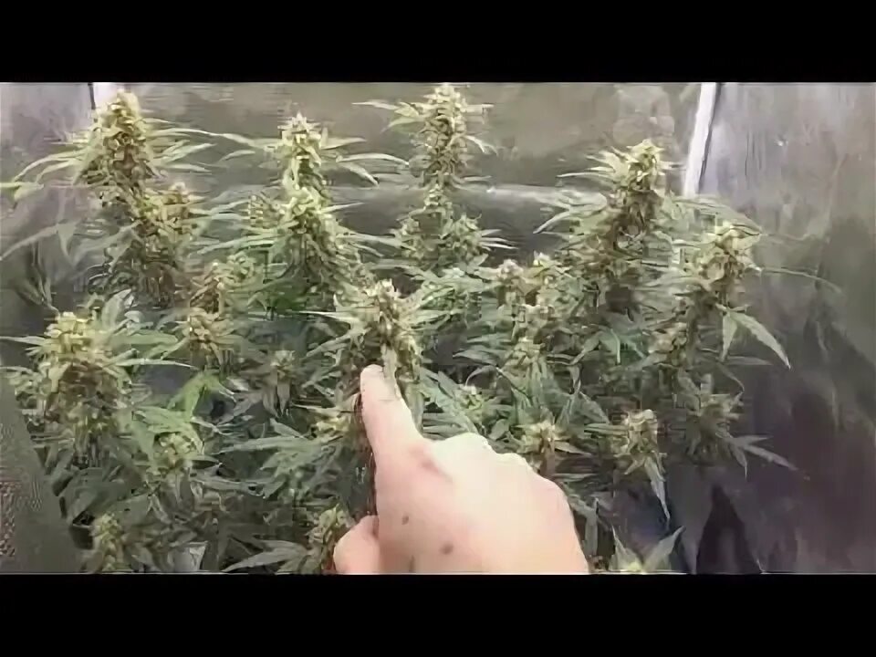 Week 5 of flower on the autoflower,just a water feed,part 14