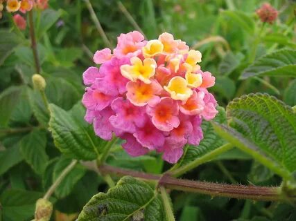 File:Lantana camara (Flower).jpg - Wikimedia Commons