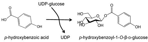 Molecules Free Full-Text The Role of Acyl-Glucose in Anthocy