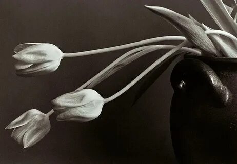 Tulips. Photograph by Allan Wallberg Fine Art America