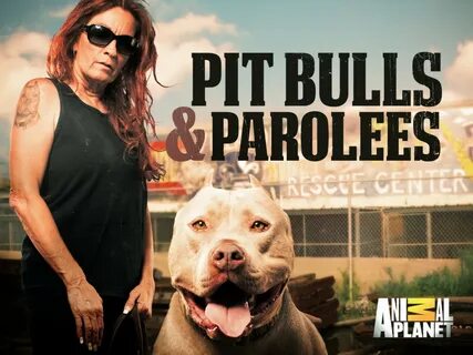 Putlocker! Watch Pit Bulls and Parolees Season 17 Episode 3 