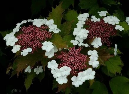 Viburnum 'Onandaga' 2004 Viburnum, Hydrangea, Hydrangeaceae