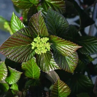 Shiny Dancer Viburnum Spring Meadow - wholesale liners - Spr