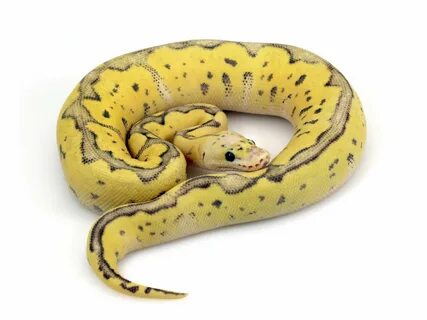 super-pastel-blade-fire-clown Ball python, Cute snake, Pet s
