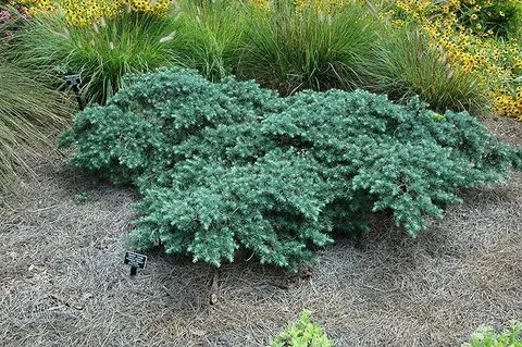 Prostrate Beauty Deodar Cedar (Cedrus deodara 'Prostrate Bea