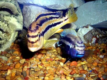 Photo #41 - Melanochromis Auratus Male And Female.