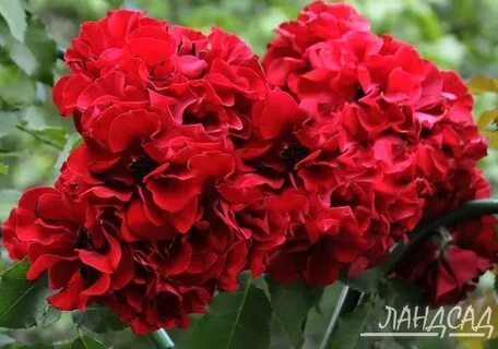 Роза шраб Ротер Корсар (Roter Korsar) - Розы шрабы, купить с