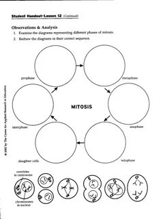 mitosis worksheet and diagram identification - wayfarercayz0